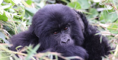 3 Days Bwindi Gorilla Trek From Rwanda