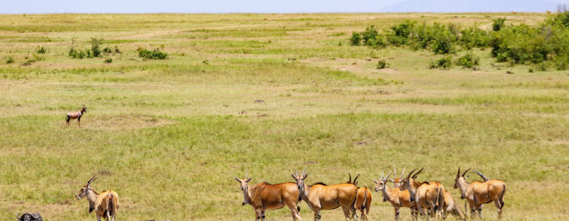 7 Days Uganda Rwanda Safaris