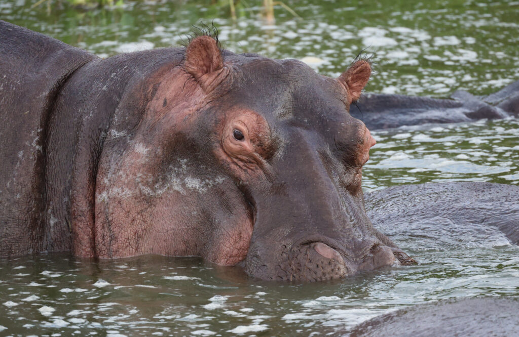 What You Need For A Safari to Queen Elizabeth National Park